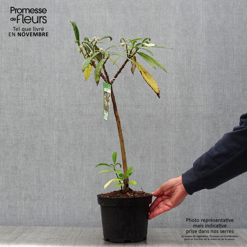Example of Edgeworthia chrysantha - Edgeworthie Topf mit 3L/4L as you get in automne
