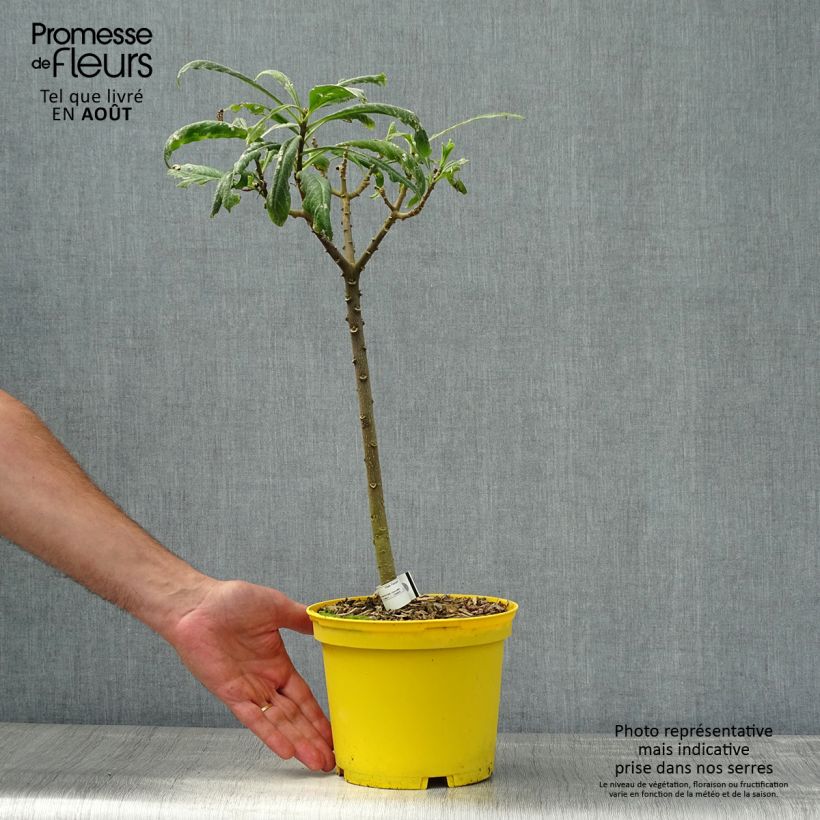 Exemplar von Edgeworthia chrysantha Nanjing Gold - Edgeworthie Topf mit 2L/3L wie im Sommer geliefert