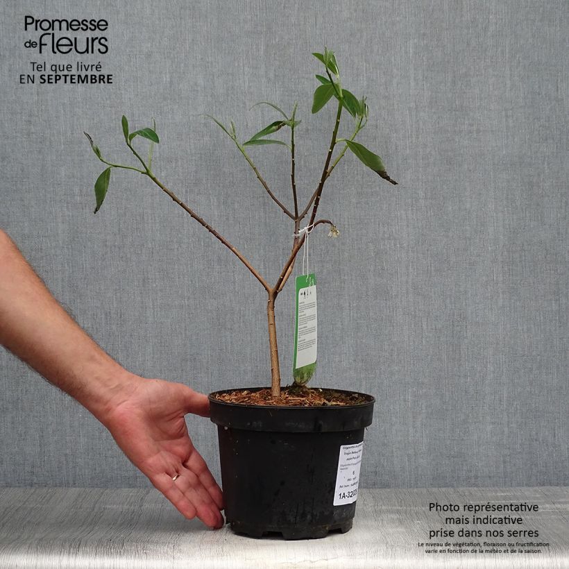 Example of Edgeworthia chrysantha Red Dragon 'Akebono' - Edgeworthie Topf mit 3L/4L as you get in automne