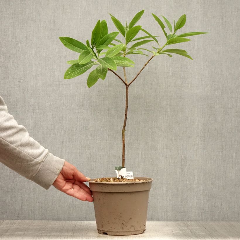 Exemplar von Edgeworthia chrysantha Red Dragon 'Akebono' - Edgeworthie Topf mit 3L/4L wie im Sommer geliefert