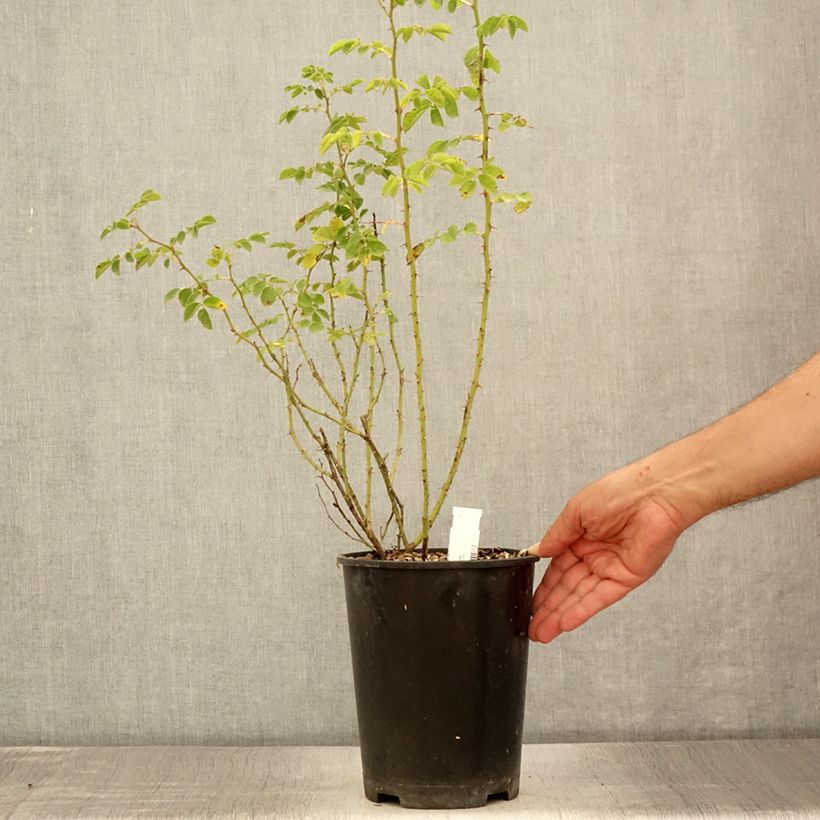 Example of Rosa rubiginosa - Wein-Rose Topf mit 2L/3L as you get in ete