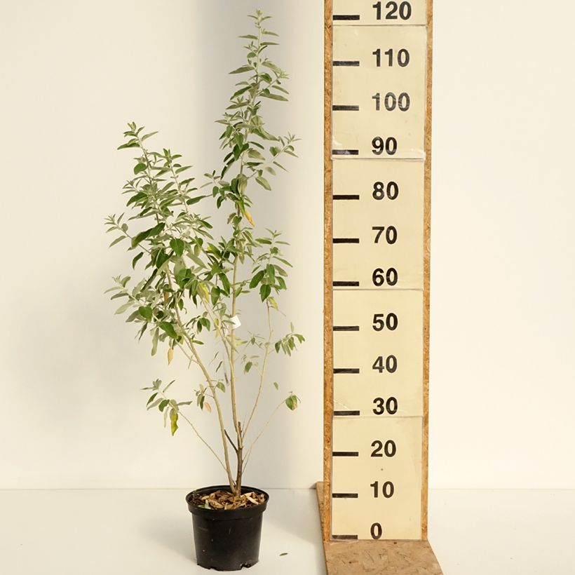 Exemplar von Schmalblättrige Ölweide - Elaeagnus angustifolia Topf mit 2L/3L wie im Sommer geliefert
