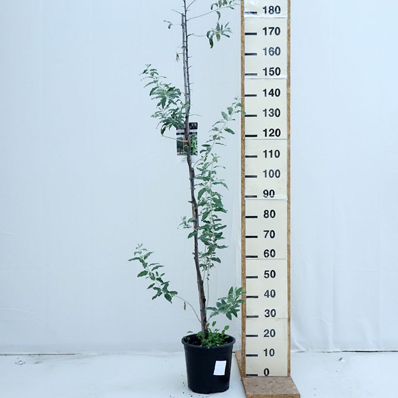 Example of Schmalblättrige Ölweide - Elaeagnus angustifolia Topf mit 7,5L/10L as you get in ete