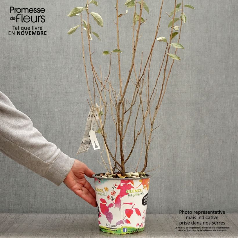 Example of Silber-Ölweide Zempin - Elaeagnus commutata Topf mit 4L/5L as you get in automne
