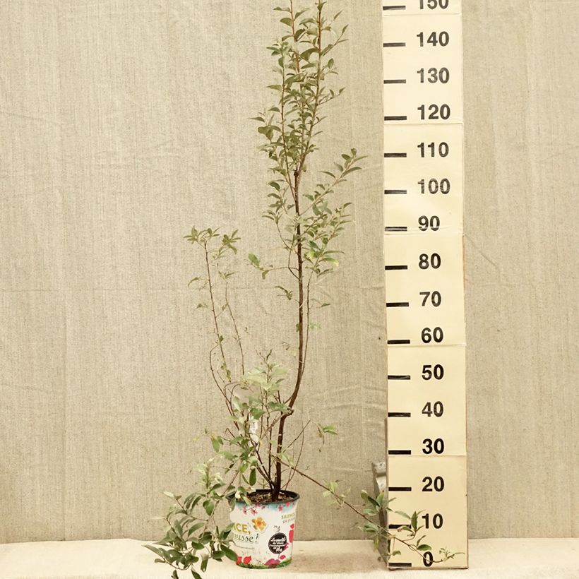Exemplar von Silber-Ölweide Zempin - Elaeagnus commutata Topf mit 4L/5L wie im Sommer geliefert
