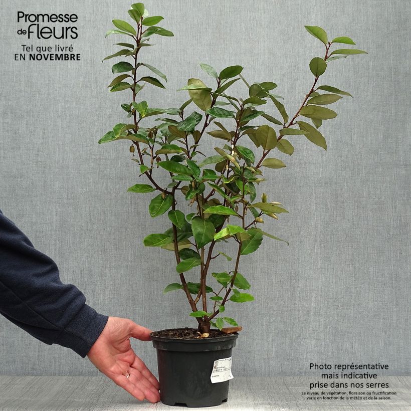 Example of Wintergrüne Ölweide - Elaeagnus ebbingei Topf mit 2L/3L as you get in automne