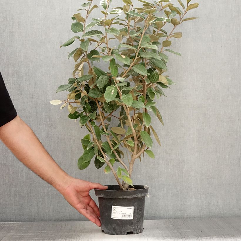 Exemplar von Wintergrüne Ölweide - Elaeagnus ebbingei Topf mit 2L/3L wie im Sommer geliefert