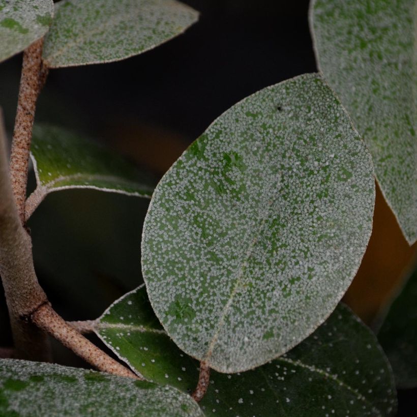 Wintergrüne Ölweide - Elaeagnus ebbingei (Foliage)