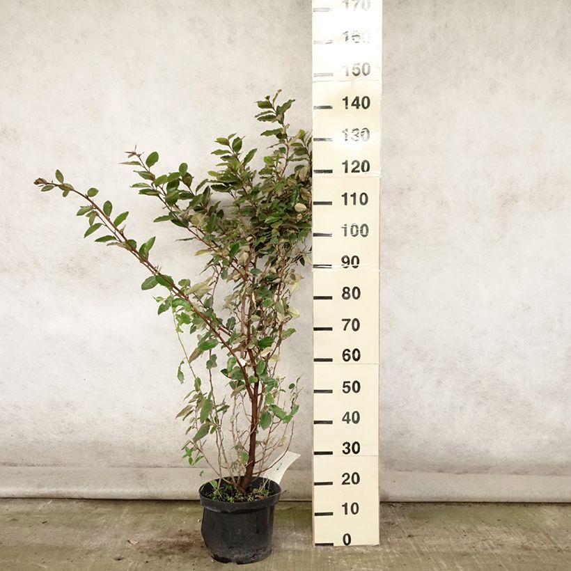 Example of Wintergrüne Ölweide - Elaeagnus ebbingei Topf mit 7,5L/10L as you get in ete