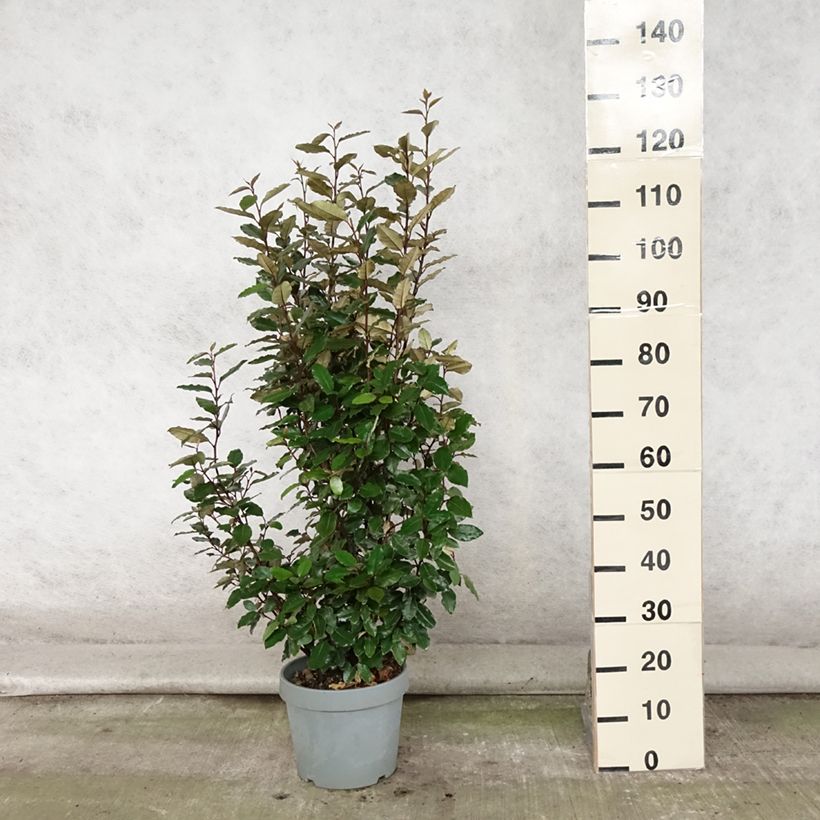 Example of Wintergrüne Ölweide Compacta - Elaeagnus ebbingei Topf mit 7,5L/10L as you get in ete