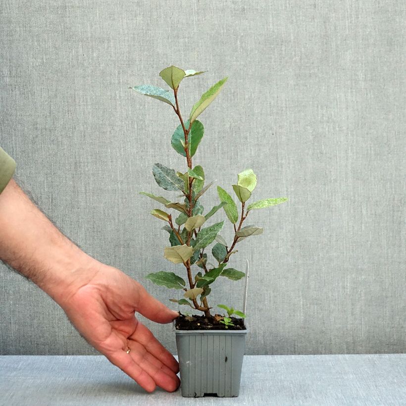 Exemplar von Wintergrüne Ölweide Compacta - Elaeagnus ebbingei Kleine Töpfe von 8/9 cm wie im Herbst geliefert