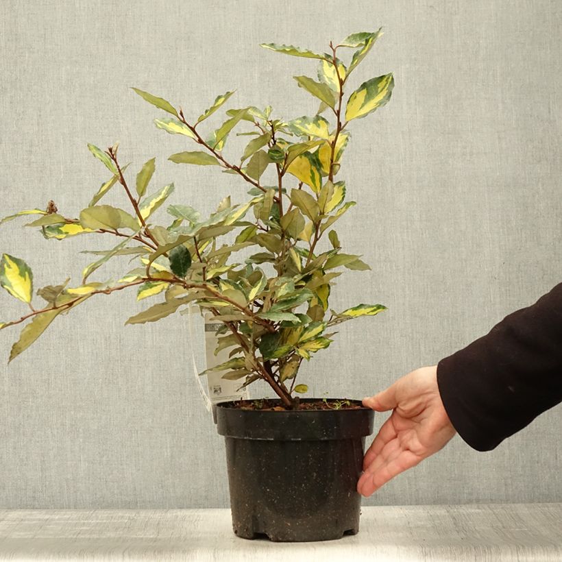 Example of Wintergrüne Ölweide Eleador - Elaeagnus ebbingei Topf mit 3L/4L as you get in automne