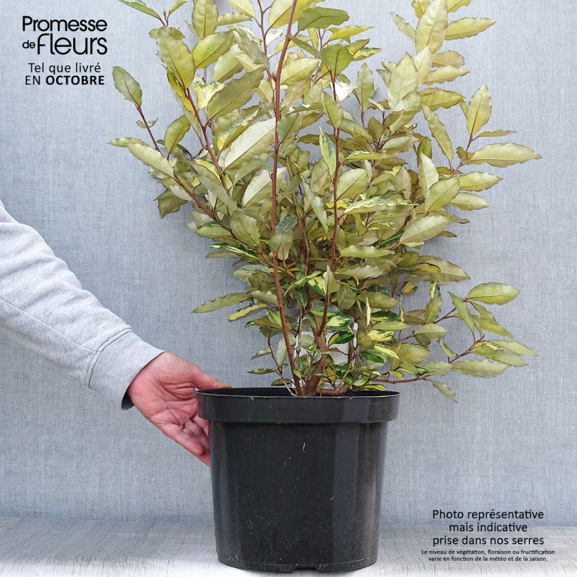 Example of Wintergrüne Ölweide Eleador - Elaeagnus ebbingei Topf mit 7,5L/10L as you get in automne