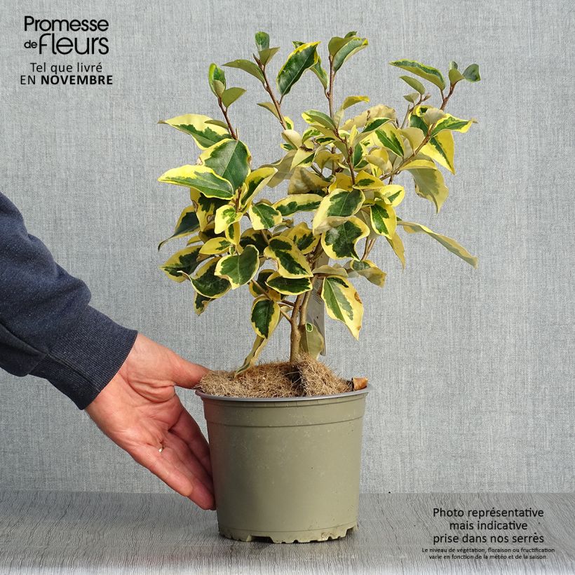 Example of Wintergrüne Ölweide Gilt Edge - Elaeagnus ebbingei Topf mit 2L/3L as you get in automne