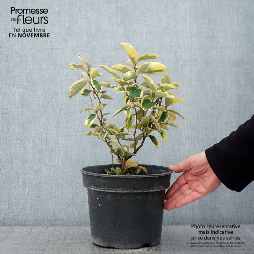 Example of Wintergrüne Ölweide Gilt Edge - Elaeagnus ebbingei Topf mit 3L/4L as you get in automne