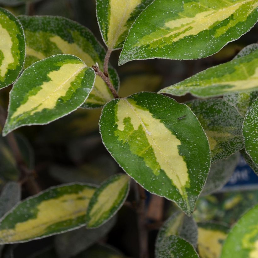 Wintergrüne Ölweide Limelight - Elaeagnus ebbingei (Foliage)