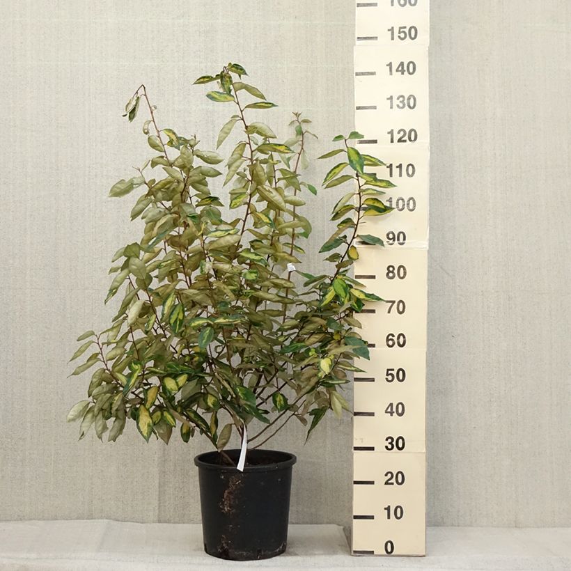 Example of Wintergrüne Ölweide Limelight - Elaeagnus ebbingei Topf mit 7,5L/10L as you get in automne