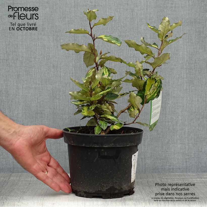Example of Wintergrüne Ölweide Maryline - Elaeagnus ebbingei Topf mit 2L/3L as you get in automne