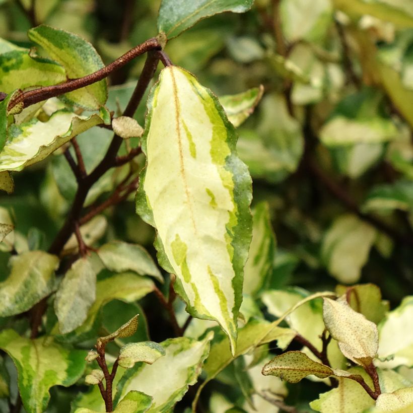 Wintergrüne Ölweide Maryline - Elaeagnus ebbingei (Foliage)