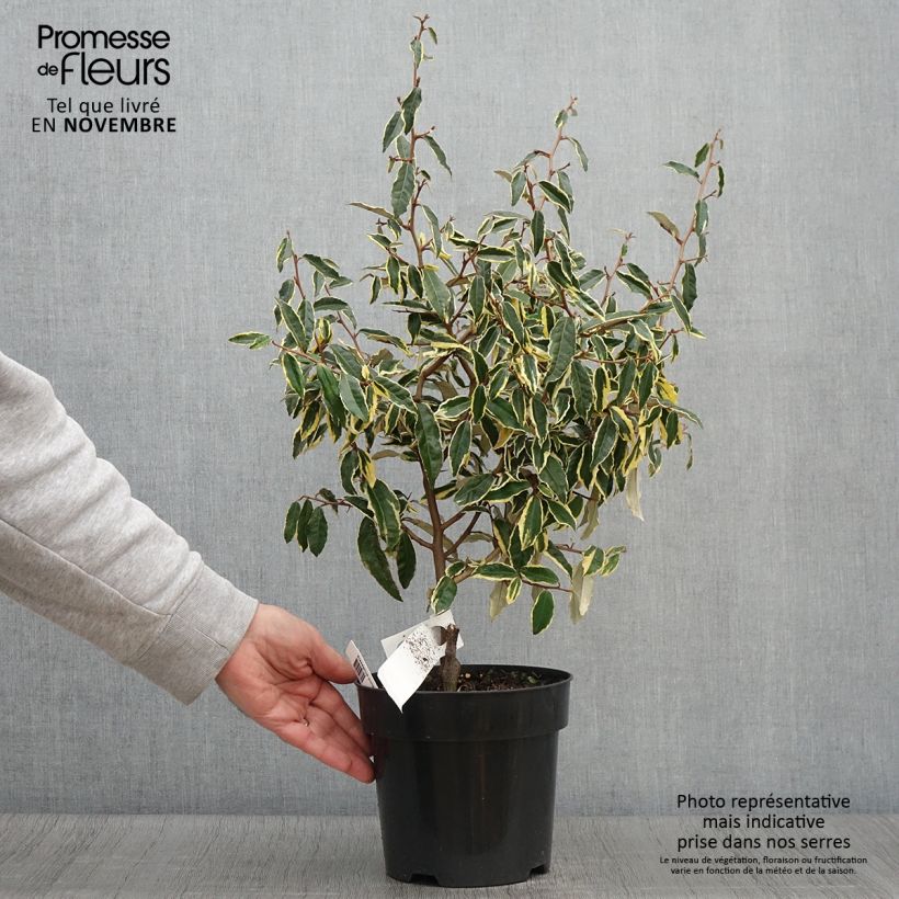 Example of Stechende Ölweide Hosuba Fukurin - Elaeagnus pungens Topf mit 3L/4L as you get in automne