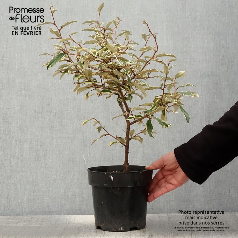 Exemplar von Stechende Ölweide Hosuba Fukurin - Elaeagnus pungens Topf mit 3L/4L wie im Winter geliefert