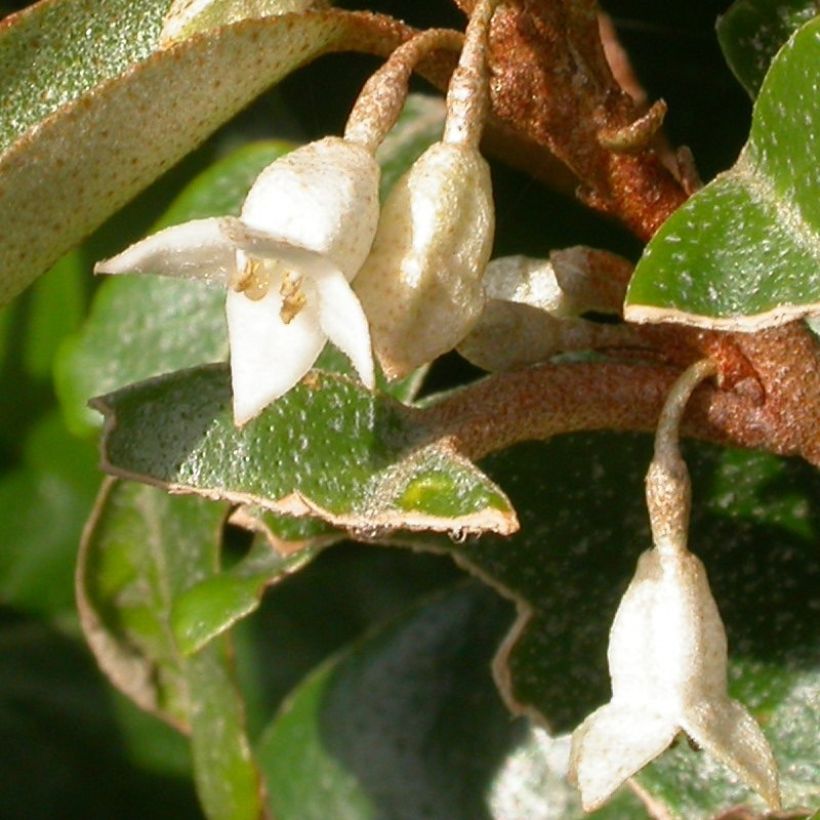 Stechende Ölweide Maculata - Elaeagnus pungens (Flowering)