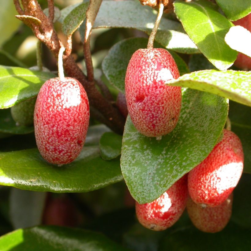 Stechende Ölweide Maculata - Elaeagnus pungens (Harvest)