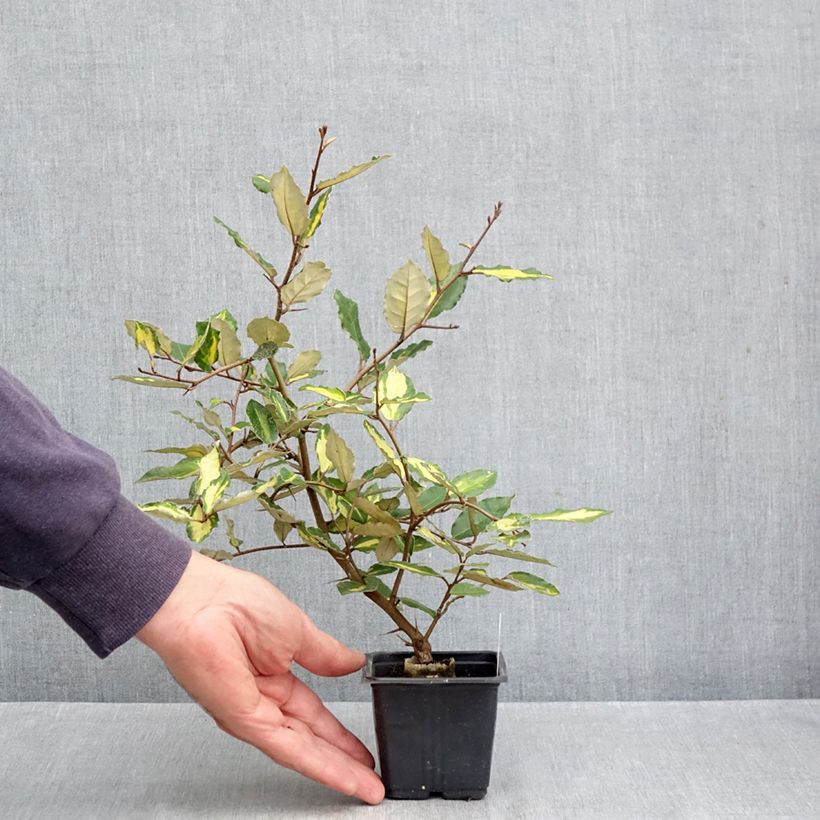 Exemplar von Stechende Ölweide Maculata - Elaeagnus pungens Kleine Töpfe von 8/9 cm wie im Herbst geliefert