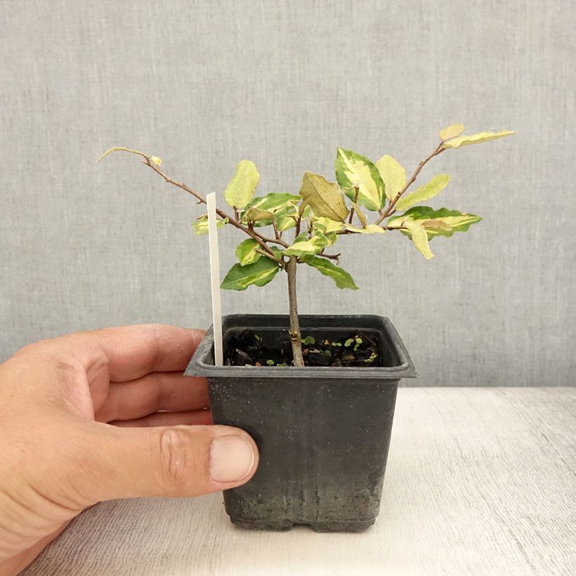Example of Stechende Ölweide Maculata - Elaeagnus pungens Kleine Töpfe von 8/9 cm as you get in ete