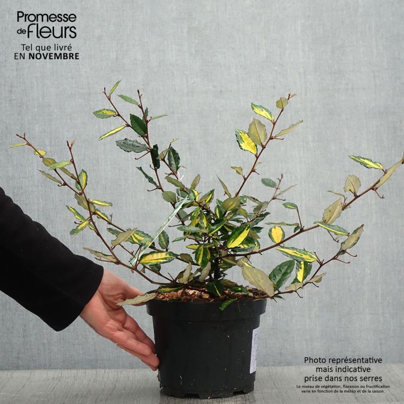 Example of Stechende Ölweide Maculata - Elaeagnus pungens Topf mit 2L/3L as you get in automne