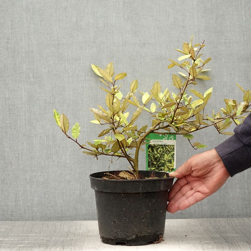 Exemplar von Stechende Ölweide Maculata - Elaeagnus pungens Topf mit 2L/3L wie im Sommer geliefert