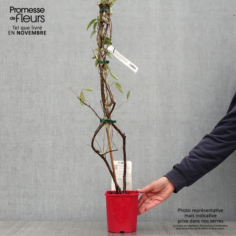 Example of Korallen-Ölweide Pointilla Amoroso - Elaeagnus umbellata Topf mit 2L/3L as you get in automne