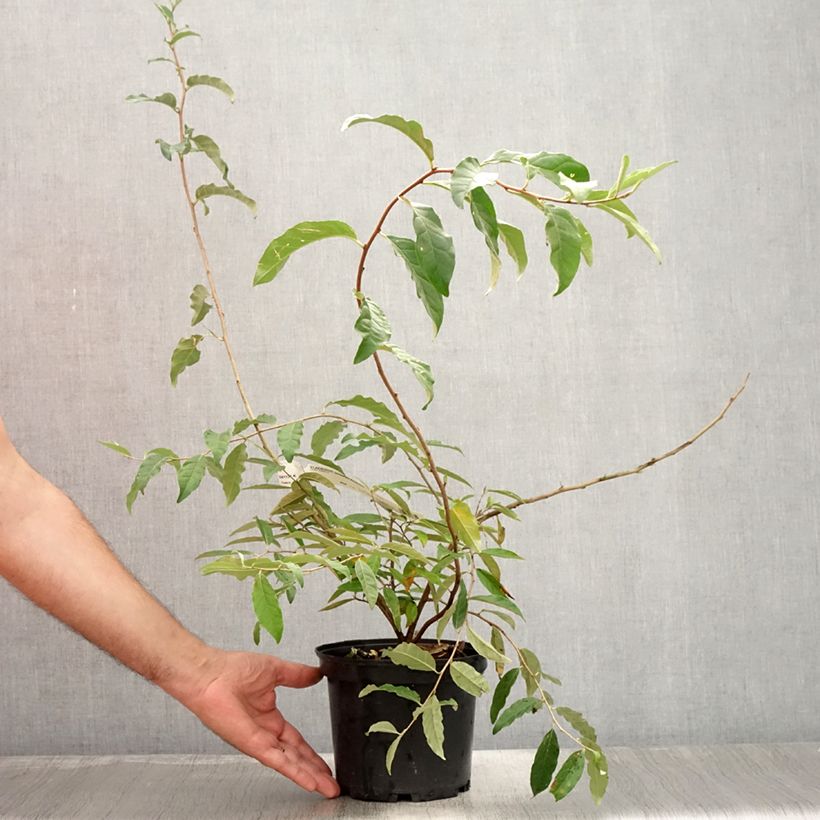 Exemplar von Korallen-Ölweide Pointilla Amoroso - Elaeagnus umbellata Topf mit 2L/3L wie im Sommer geliefert