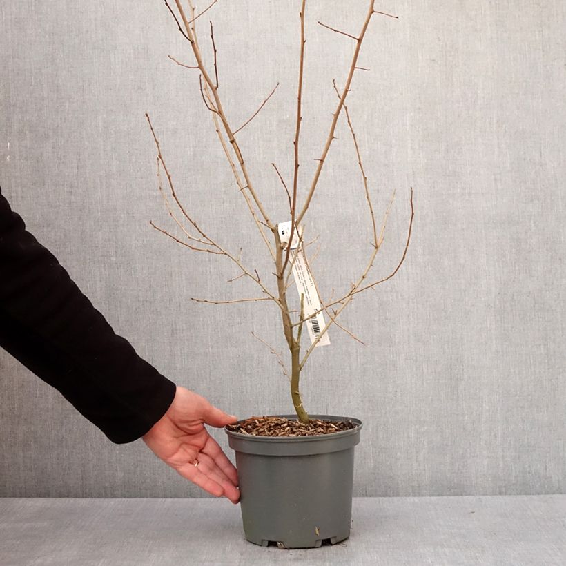Example of Korallen-Ölweide - Elaeagnus umbellata Topf mit 3L/4L as you get in hiver