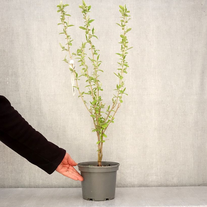 Exemplar von Korallen-Ölweide - Elaeagnus umbellata Topf mit 3L/4L wie im Frühjahr geliefert