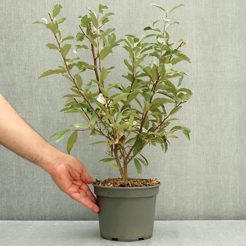 Exemplar von Korallen-Ölweide - Elaeagnus umbellata Topf mit 3L/4L wie im Sommer geliefert