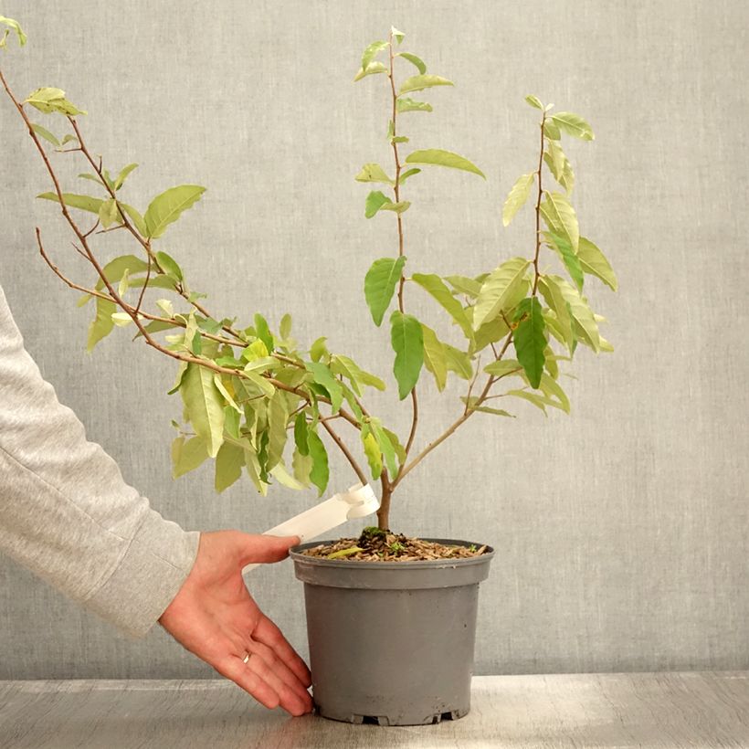 Example of Korallen-Ölweide Fortunella - Elaeagnus umbellata Topf mit 2L/3L as you get in automne