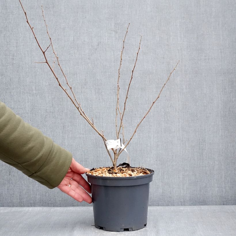 Exemplar von Korallen-Ölweide Fortunella - Elaeagnus umbellata Topf mit 2L/3L wie im Winter geliefert