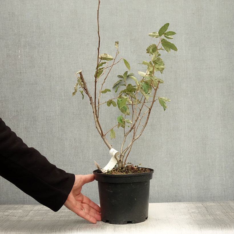 Example of Korallen-Ölweide Pointilla Sweet'N'Sour' - Elaeagnus umbellata Topf mit 2L/3L as you get in automne