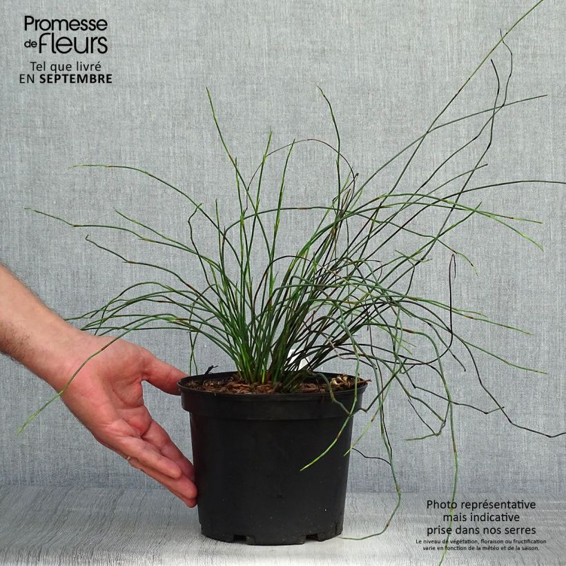 Example of Elegia capensis - Fontänen-Binse Topf mit 2L/3L as you get in automne