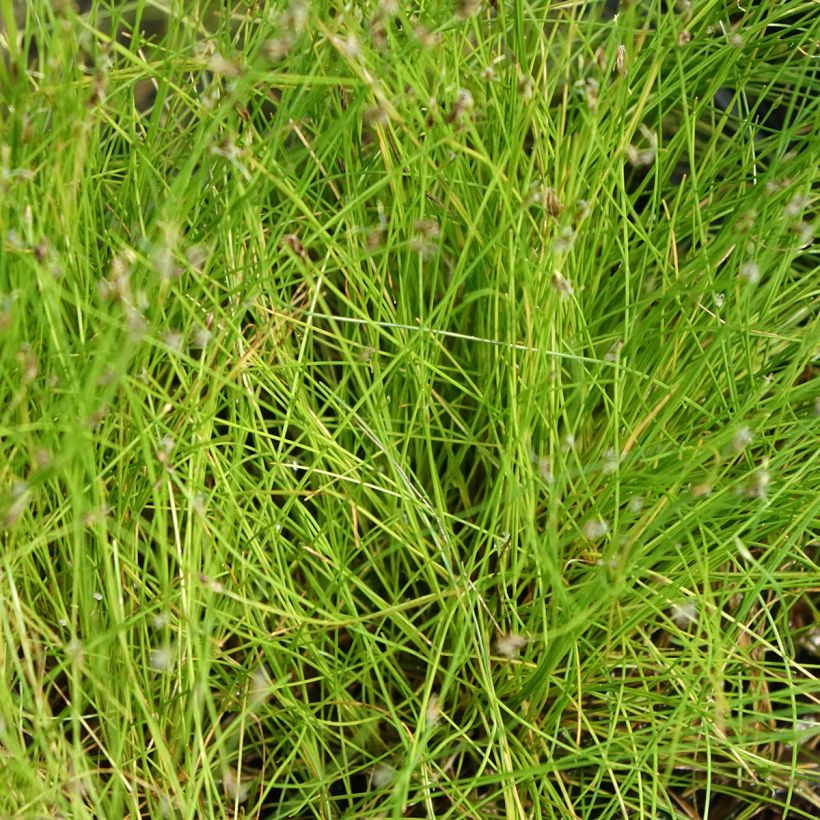 Eleocharis acicularis - Nabel-Sumpfried (Laub)