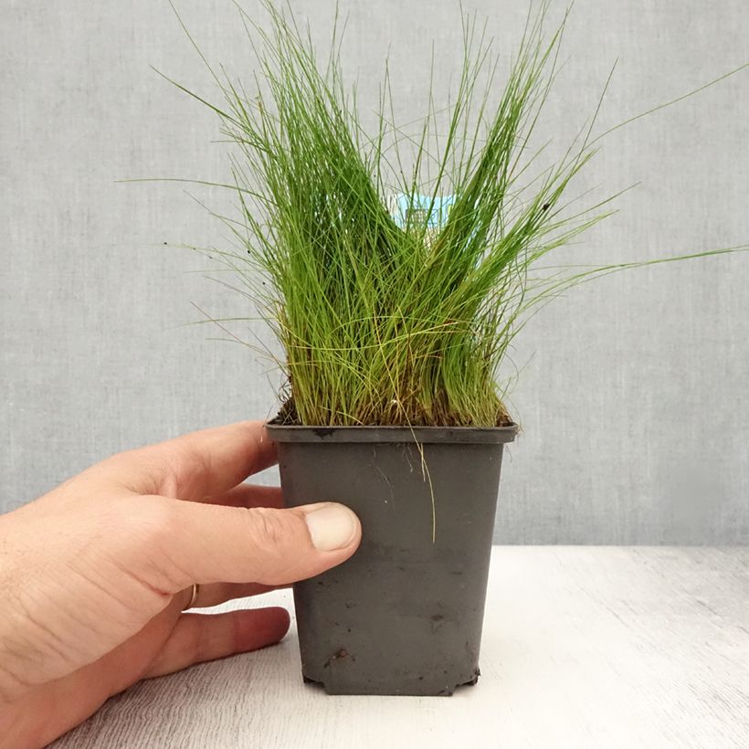 Example of Eleocharis acicularis - Nabel-Sumpfried Kleine Töpfe von 8/9 cm as you get in ete