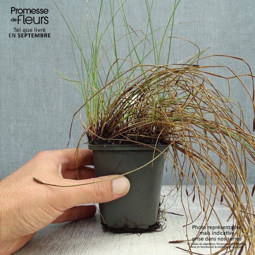 Example of Eleocharis palustris - Gemeines Sumpfried Kleine Töpfe von 8/9 cm as you get in automne