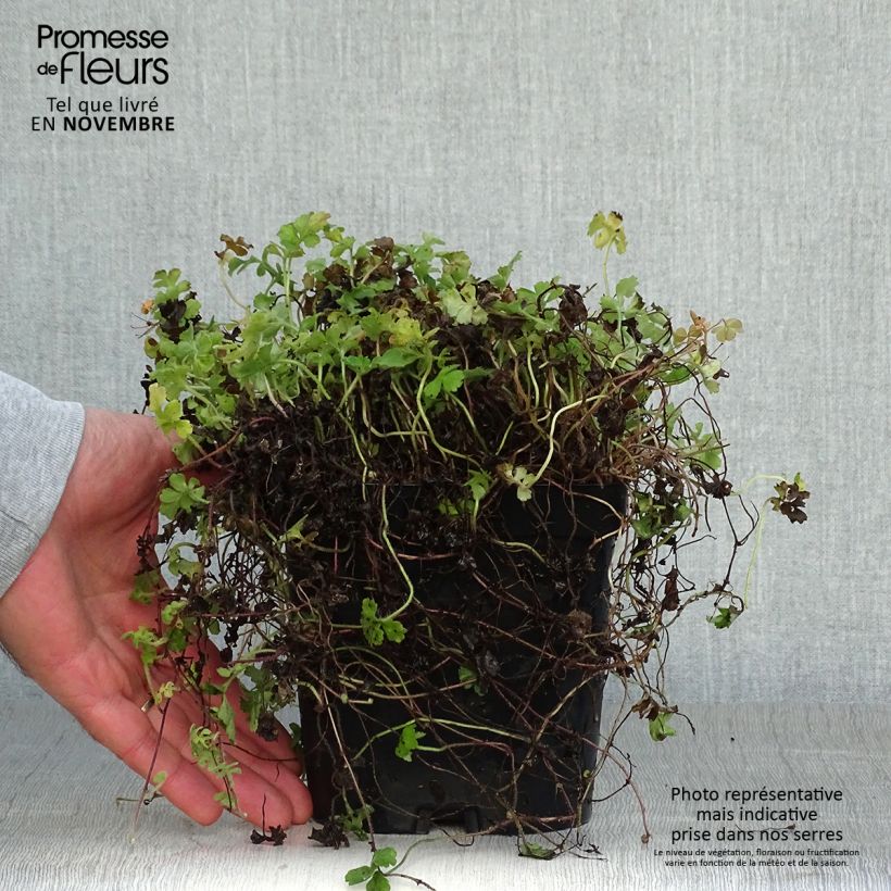 Example of Ellisiophyllum pinnatum - Taiwanesische Schattenblume Topf mit 2L/3L as you get in automne