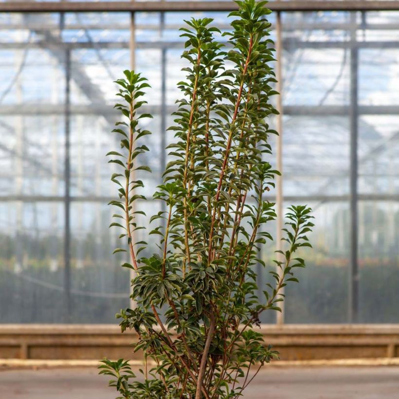 Enkianthus campanulatus Pagode - Prachtglocke (Foliage)