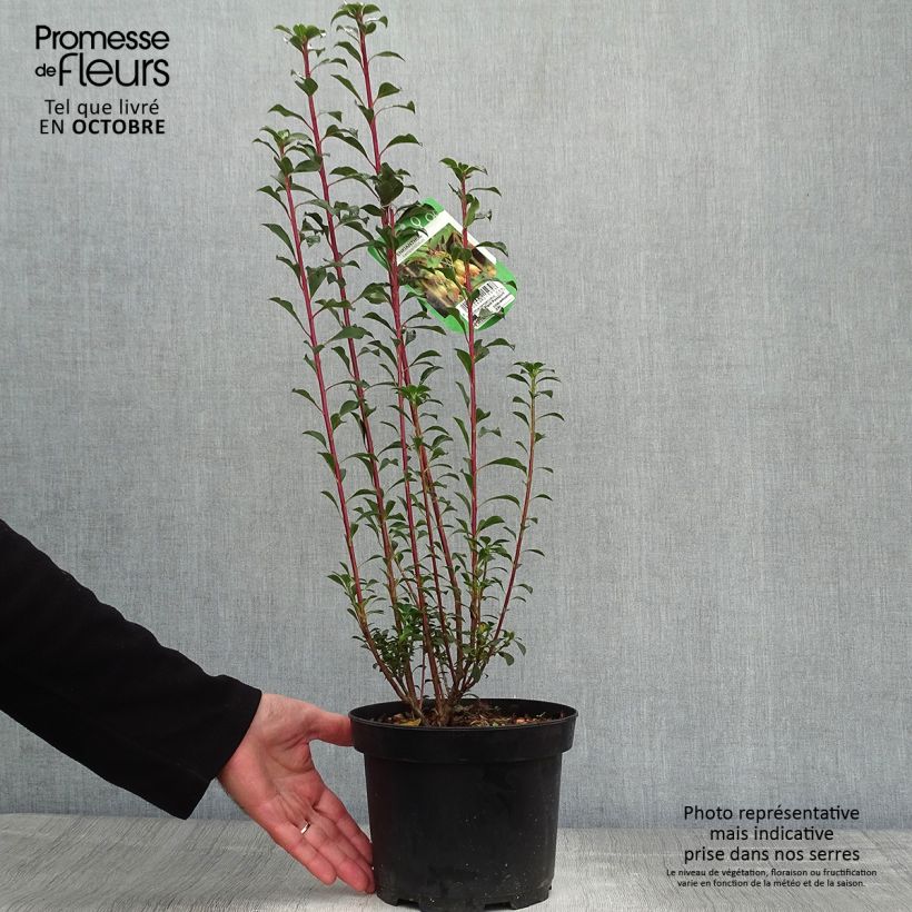 Example of Enkianthus campanulatus - Prachtglocke Topf mit 2L/3L as you get in automne