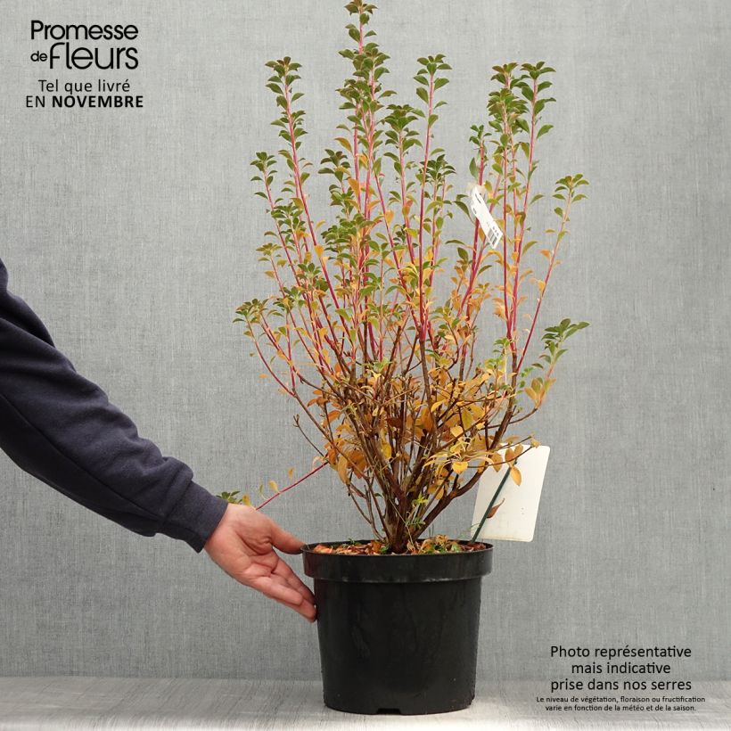 Example of Enkianthus campanulatus - Prachtglocke Topf mit 7,5L/10L as you get in automne