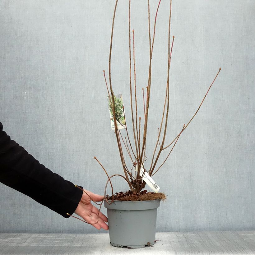 Example of Enkianthus campanulatus Prettycoat - Prachtglocke Topf mit 2L/3L as you get in automne