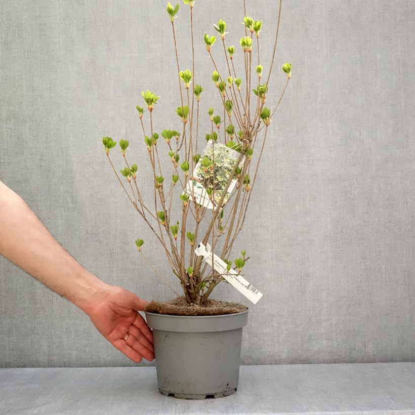 Exemplar von Enkianthus campanulatus Prettycoat - Prachtglocke Topf mit 2L/3L wie im Frühjahr geliefert