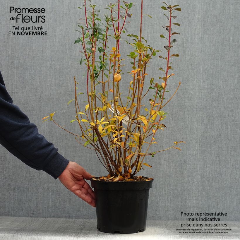 Example of Enkianthus campanulatus Red Bells - Prachtglocke Topf mit 2L/3L as you get in automne